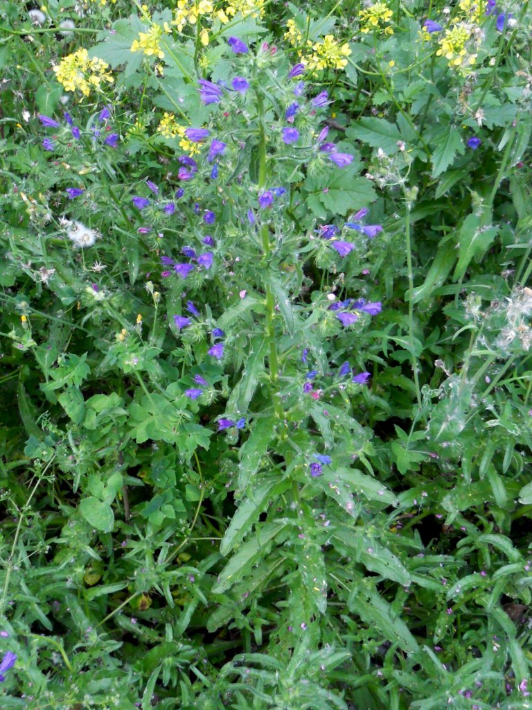 Echium plantagineum / Viperina piantaggine